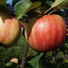 Jabłoń Witos: Smaczna i Odporna Polska Odmiana Jabłoni