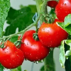 Uprawa pomidora krakowskiego wczesnego - porady dla ogrodników